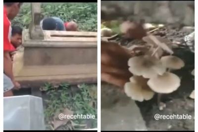 Bukannya Ziarah Sekelompok Pemuda Malah Curi Jamur di Kuburan, Netizen: Akhlakless!