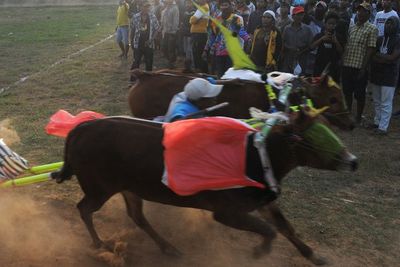 FOTO: Final Karapan Sapi Se Madura