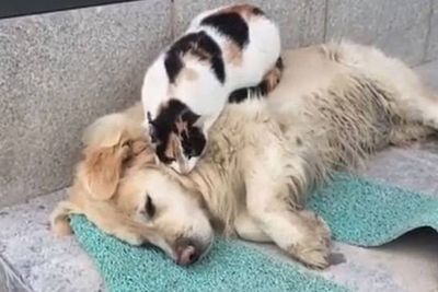 Gemas! Momen Seekor Kucing dengan Santai Memijat Anjing yang Tertidur