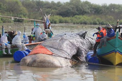 FOTO: Evakuasi Paus Terdampar di Kabupaten Cirebon