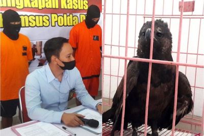 Dua Pelaku Perdagangan Satwa Dilindungi ini Ditangkap oleh Polda DIY