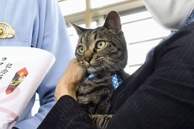 Kucing di Jepang Ini Jadi Kepala Polisi Sehari Usai Menyelamatkan Pria Lansia dari Selokan