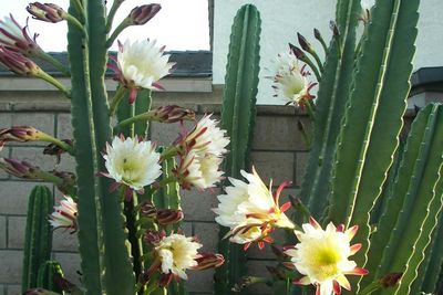 Fakta Unik Bunga Wijaya Kusuma, Tanaman Kaktus yang Berasal dari Arizona
