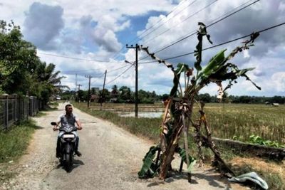 Jalan Tak Kunjung Diaspal oleh Pemda, Ruas Jalan ini Ditanami Pohon Pisang oleh Warga