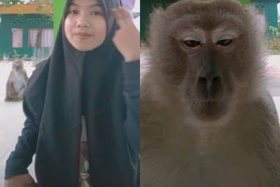 Ngakak! Video Monyet Liar Lihat 2 Gadis Lagi Joget Tiktok, Ponsel Dirampas & Dibawa Lari