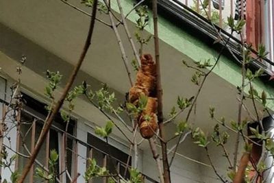 Hewan Aneh Tergantung di Pohon Bikin Warga di Polandia Ketakutan, Ternyata Hanya Croissant