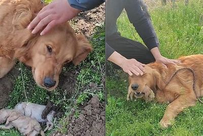 Pilu, Induk Anjing Ini Menangis dan Berusaha Menggali Kuburan Anaknya yang Meninggal