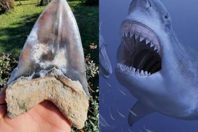 Pria Ini Temukan Fosil Gigi Megalodon, Hiu Terbesar yang Hidup Sekitar 2,6 Tahun Lalu