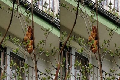 Warga Takut Lihat Benda Aneh di Pohon, Tak Punya Kepala dan Kaki, Polisi Malah Ketawa