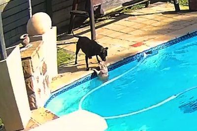 Momen Hangat Seekor Anjing Menyelamatkan Temannya yang Terjatuh ke Dalam Kolam Renang