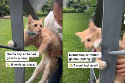 Momen Kocak Kucing Tak Mau Pulang Ketika Asyik Main, Bikin Netizen Gemas