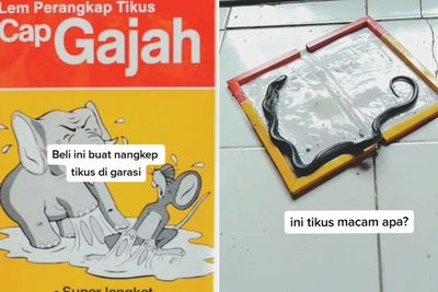 Wanita Ini Pasang Lem Perekat untuk Tangkap Tikus, yang Terjebak Malah Ular