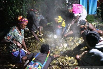 Selamat dari Serangan KKB, Kepala Suku Dambet di Papua Gelar Ritual Bakar Batu