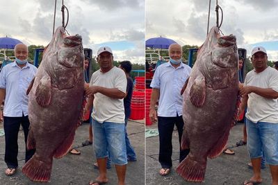 Viral, Seorang Nelayan Berhasil Menangkap Ikan Kerapu Seberat 161 Kg