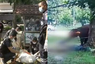 Beri Makan Gajah, Pria Ini Justru Diinjak-injak Selama 20 Menit Sampai Tewas