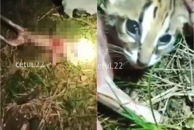 Keji! Sekelompok Pemuda Kuliti Kucing Hutan Hidup-hidup, Kucing Terbujur Lemah