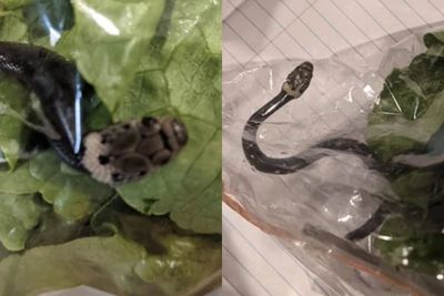 Pasangan Ini Temukan Ular Berbisa di Dalam Kantong Selada yang Dibeli dari Supermarket