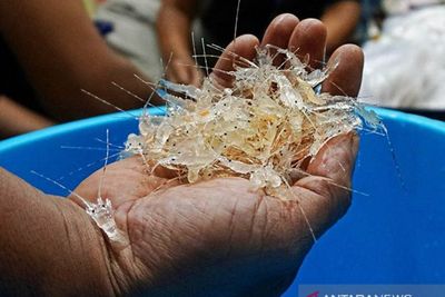 KKP Sebut Vietnam Dapat Benih Lobster dari RI, Tapi Pelit Bagi-bagi Ilmu Budi Daya