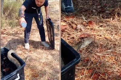 Viral! Video Pria Thailand yang Beri Minum Ular King Cobra yang Haus dari Botol