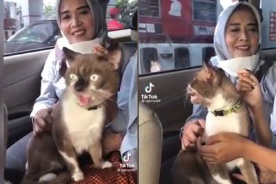 Viral Video Kucing yang Menjulurkan Lidah, Bikin Netizen Heran