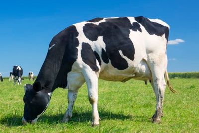 Fakta Unik: Sapi Ternyata Sulit Turun Tangga, Ini Alasannya