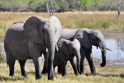 Pemburu Ini Tewas Diinjak Gajah saat Melarikan Diri dari Penjaga Taman Nasional Kruger