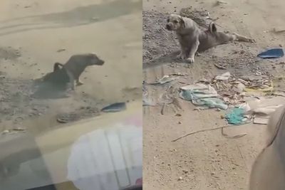 Viral Anjing Pura-pura Lumpuh di Jalan, Saat Mau Ditolong Malah Kabur