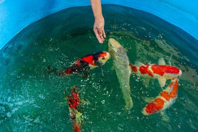 FOTO: Industri Ikan Koi di Karawang