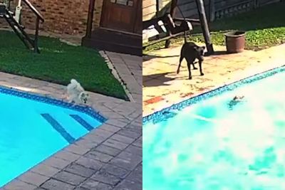 Viral Rekaman CCTV, Anjing yang Menyelamatkan Temannya Tenggelam Di Kolam Renang
