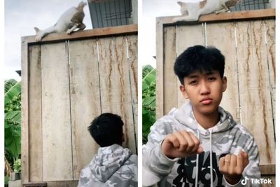 Kucing Ini Mencengkram Erat Usai Digoyang Pemuda di TikTok, Netizen: Awas Bales Dendam