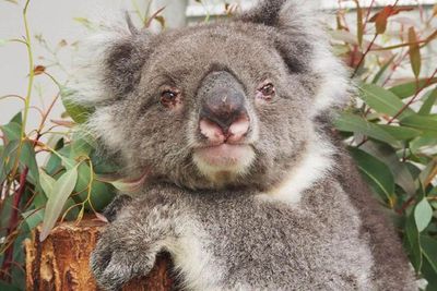 Panjang Umur Hingga Pecahkan Rekor, Koala Ini Masih Hidup dan Aktif di Usia 24 Tahun