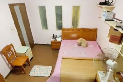 Pura-pura Tidur, Pas Pemiliknya Pergi Anjing Ini Bangun dan Langsung Nyalakan Kipas Angin
