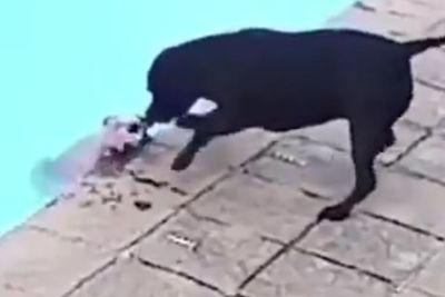 Detik-detik Anjing Pemberani Selamatkan Anak Anjing yang Jatuh & Tenggelam di Kolam