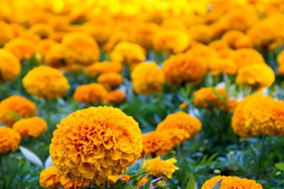 Marigold Alias Bunga Randa Kencana dan Kebaikannya untuk Kecantikan Kulit