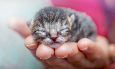 Fakta Unik Soal Anak Kucing yang Baru Lahir, Kenapa Matanya Selalu Tertutup?