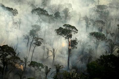 AS dan 2 Negara Lainnya Bekerja Sama dengan Perusahaan Amazon untuk Selamatkan Hutan Dunia