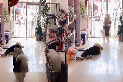 Melihat Penjaga Toko Pingsan, Anjing Pintar Ini Langsung Mencari Bantuan untuk Menolongnya