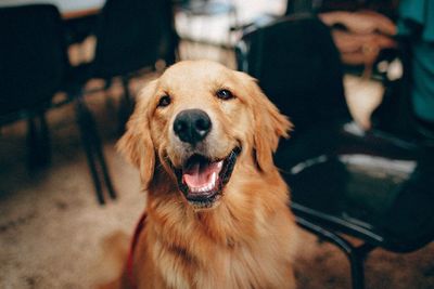 Anjing Bisa Cium Virus Corona, Bakal Gantikan Swab Test?
