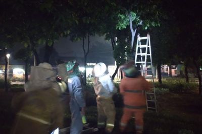 Dalam Sehari, Sarang Tawon di Tiga Lokasi Dievakuasi Damkar Jakarta Timur
