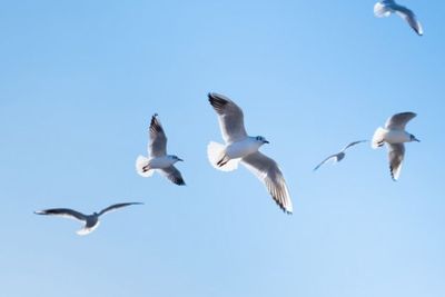 Ini Alasan Burung Tidak Terbang Saat Hujan, Bukan karena Takut Air Lho