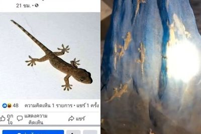 Tawaran Harga Cicak Naik hingga Rp137 Juta, Warganet Thailand Ramai Buru Cicak & Budidaya