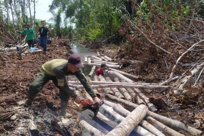 BBKSDA Musnahkan Batangan Kayu Mahang sebagai Barang Bukti Tindak Pidana Pembalakan Liar