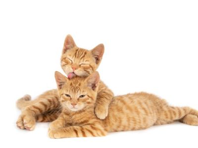 Ternyata Kucing juga Bisa Jerawatan Lho, Kok Bisa?