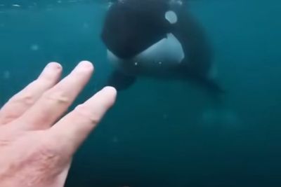 Pria Ini Bertemu Paus Pembunuh saat Berenang, Anggap Hari Itu Adalah Hari Terakhirnya