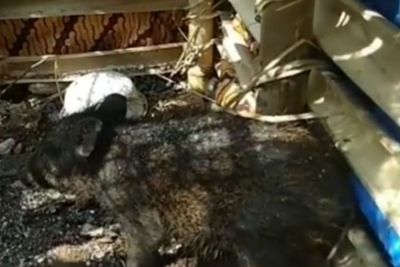Viral Babi Ngepet Ditangkap, Awalnya Manusia Berubah Jadi Babi, Begini Kronologinya