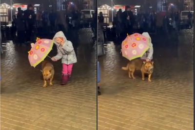 Salut! Video Ketika Bocah yang Payungi Seekor Anjing Ketika Hujan Deras