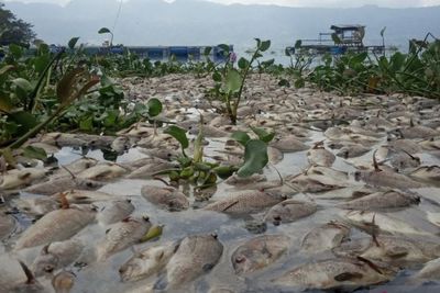 Akibat Angin Kencang, 10 Ton Ikan di Danau Maninjau Sumatera Barat Mati Massal