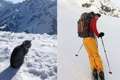 Tersesat, Kucing Ini Mendaki Gunung Setinggi 3.073 Meter, Menggigil dan Cakarnya Berdarah