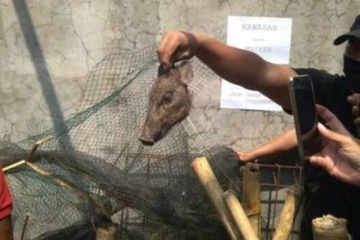 Kata Polisi Soal Babi Ngepet yang Ada di Depok: Hanya Seekor Babi