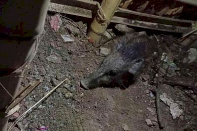 Kesaksian Warga soal Babi Ngepet di Depok: Nganggur tapi Banyak Duitnya